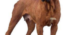 -狗扑网网站排行榜-宇宙上最猛烈的十大恶犬海表土佐上榜藏獒只可屈居第二（狗扑网网站排行榜）！中国藏獒对战日本土佐下一秒倡议进击镜头拍下急急历程